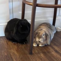 Photo of Duet / Barley