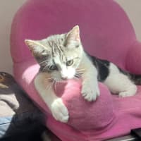 Photo of Amity (9967)