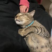 Photo of Tigga