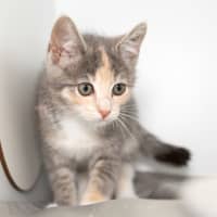 Photo of Marshmallow 