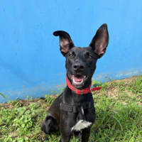 Photo of Lucky 