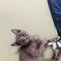 Photo of Wiggles 