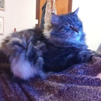 Photo of Leo