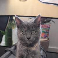 Photo of Tadpole