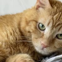 Photo of Simba