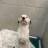 Photo of Chomps