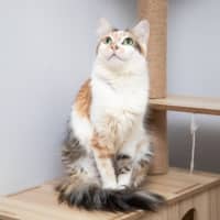 Photo of Cannoli