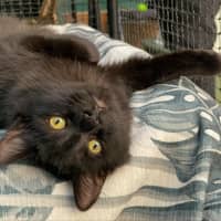 Photo of Scully **2nd Chance Cat Rescue**