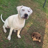 Photo of Snowball