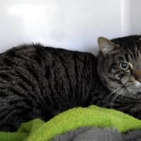 Photo of Black Foot Sua015639