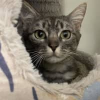 Photo of Atlas