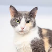 Photo of Pretty Lady