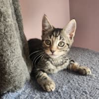 Photo of Emerald  On Display At Vets On Parker, Templestowe