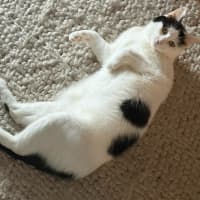 Photo of Genie
