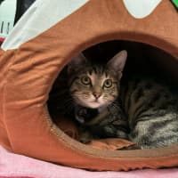 Photo of Juni ** 2nd Chance Cat Rescue **