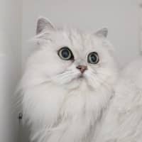 Photo of 🌞Cleocatra 5364 🌞