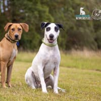 Photo of Bindi   1 Year Old Labrador X (Trial)