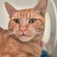 Photo of Sir Tigga (9029)