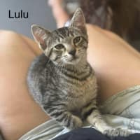 Photo of Lulu Meetme@Petstock Hastings Store