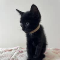 Photo of C1575 Fritz