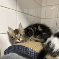 Photo of Papaya