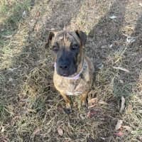 Photo of Spring Roll