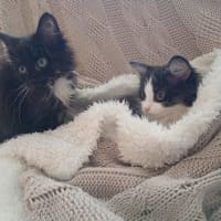 Photo of Biscuit, Oreo And Cookie