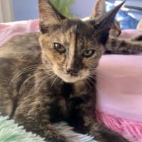 Photo of Silver (K64)