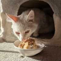 Photo of Marshmellow 