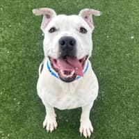 Photo of Frankenstein Imp 2842