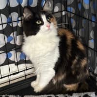 Photo of Roxy