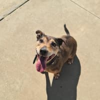 Photo of Roxy