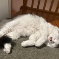 Photo of Archie