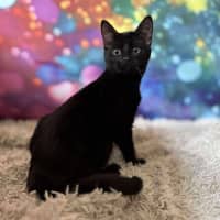 Photo of Valentino   Located In Templestowe