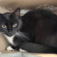 Photo of Pepper