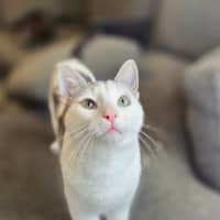 Photo of Neon   In Foster Care In Preston