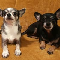 Photo of Rocky And Hugo