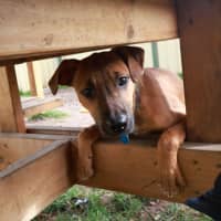 Photo of Honey
