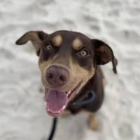 Photo of Dexter