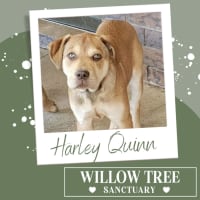 Photo of Harley Quinn 
