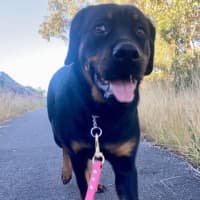 Photo of Willow