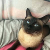 Photo of Cleo   In Foster Care In Riddells Creek