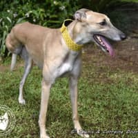 Photo of Sylvie Racing Name Silver Starline