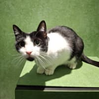 Photo of Shadow