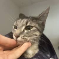 Photo of Dusty 