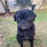 Photo of Dottie 🌸