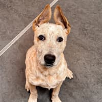 Photo of Chili
