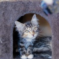 Photo of Bramble