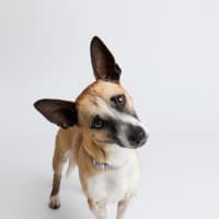 Photo of Arlo
