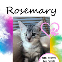 Photo of Rosemary